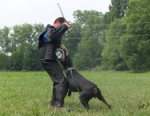 Dogs in training 6/2007